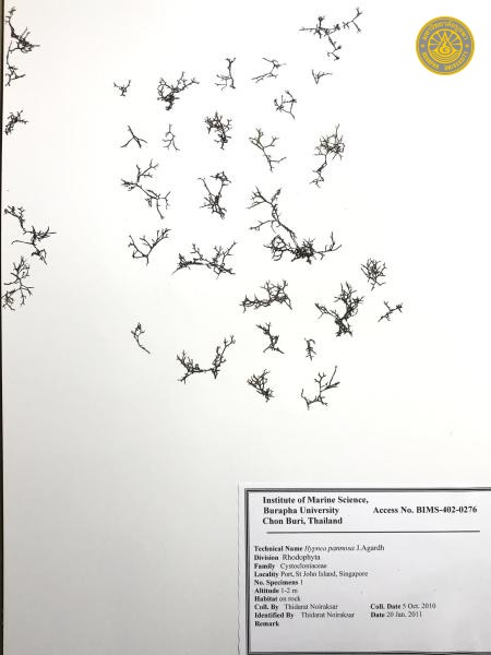 Hypnea pannosa
