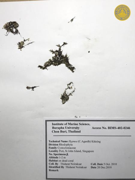 Hypnea spinella