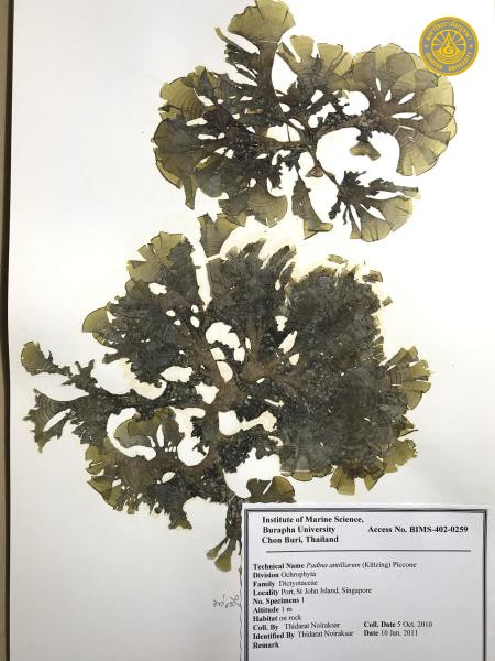 Padina antillarum