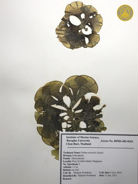 Padina australis