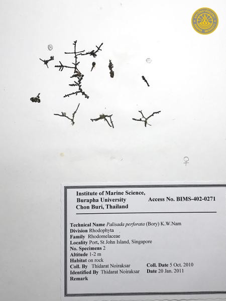 Palisada perforata