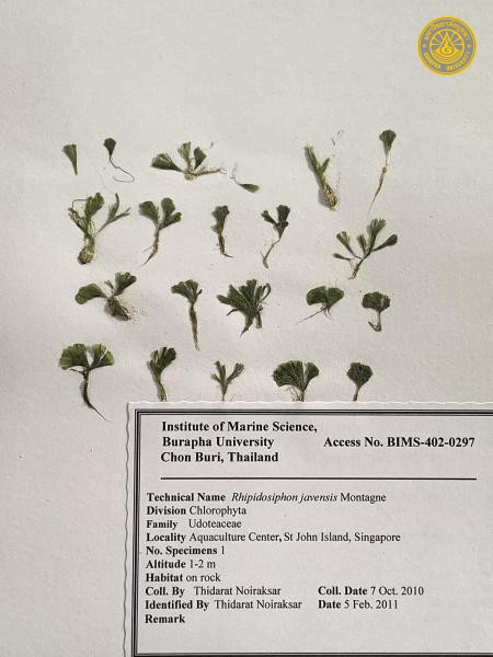 Rhipidosiphon javensis