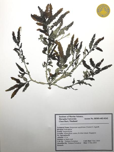 Sargassum aquifolium
