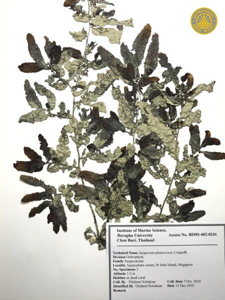Sargassum glaucescens