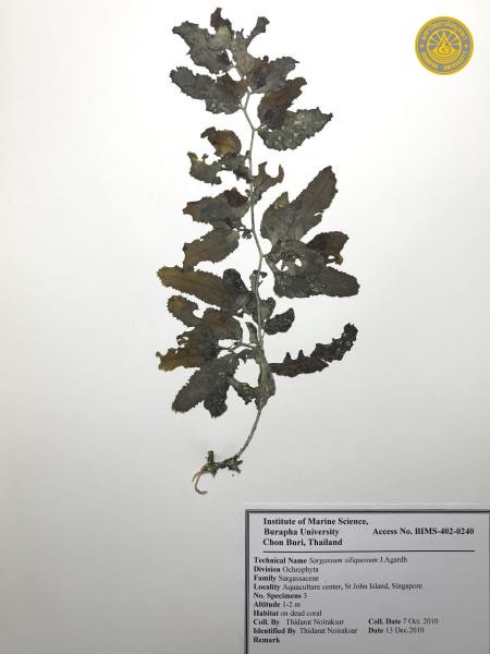 Sargassum siliquosum