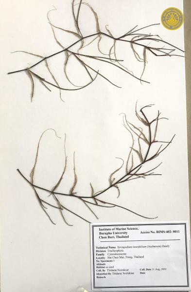Syringodium isoetifolium
