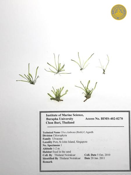 Ulva clathrata