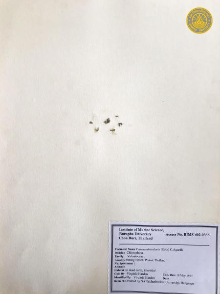 Valonia utricularis