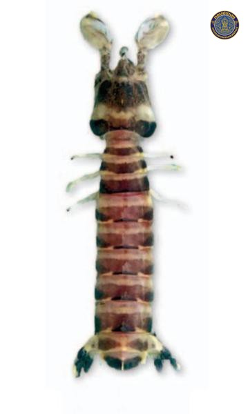 Acanthosquilla sirindhorn