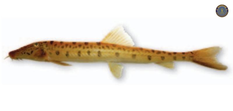 Acantopsis dinema