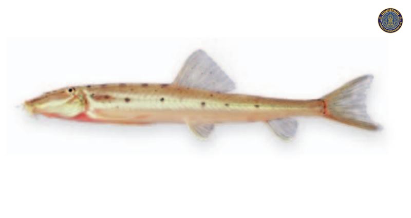 Acantopsis rungthipae
