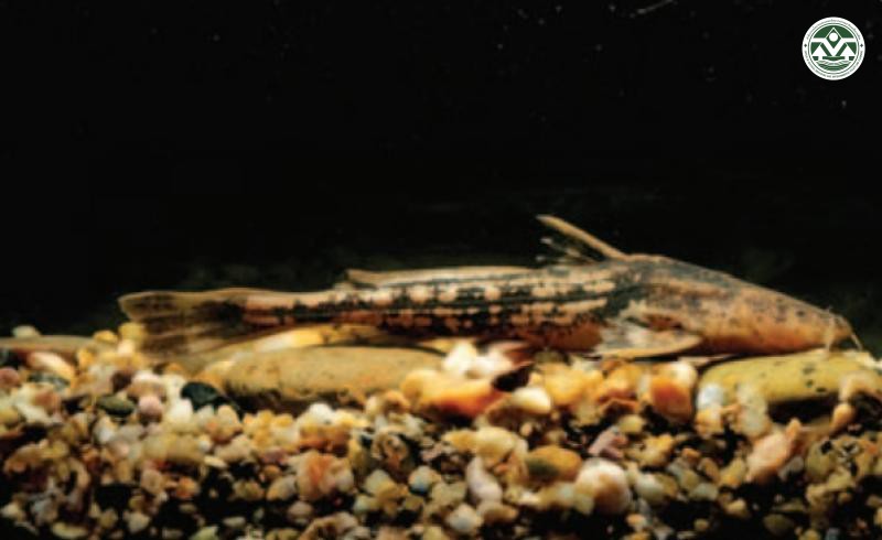 Acrochordonichthys gyrinus