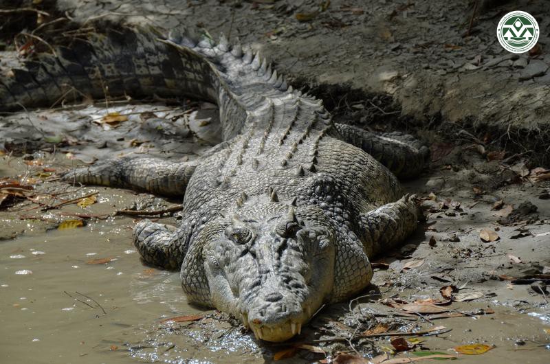 Crocodylus porosus