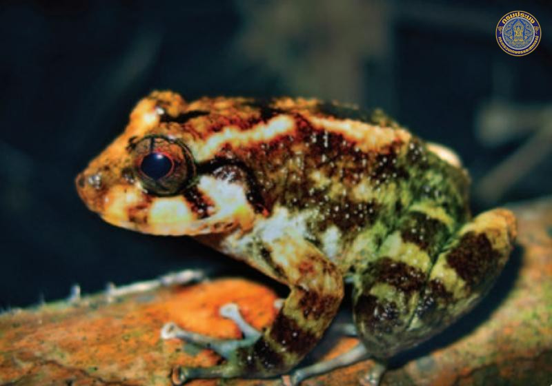 Alcalus tasanae