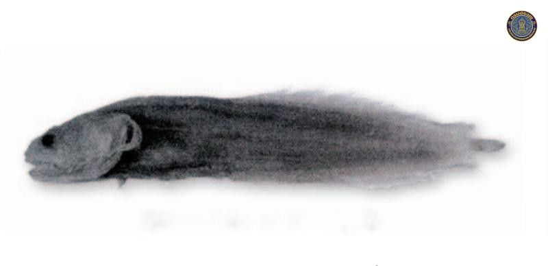 Alionematichthys phuketensis