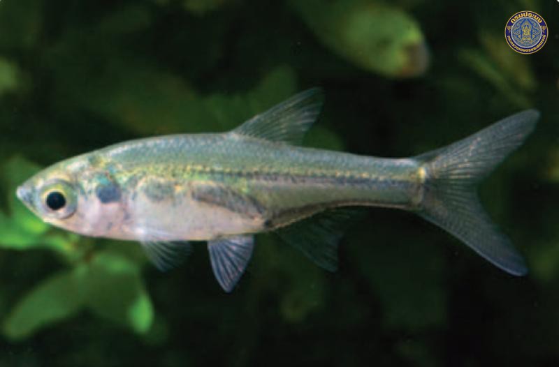 Amblypharyngodon chulabhornae