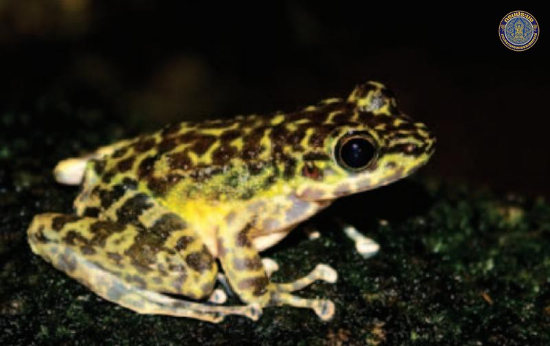 Amolops panhai