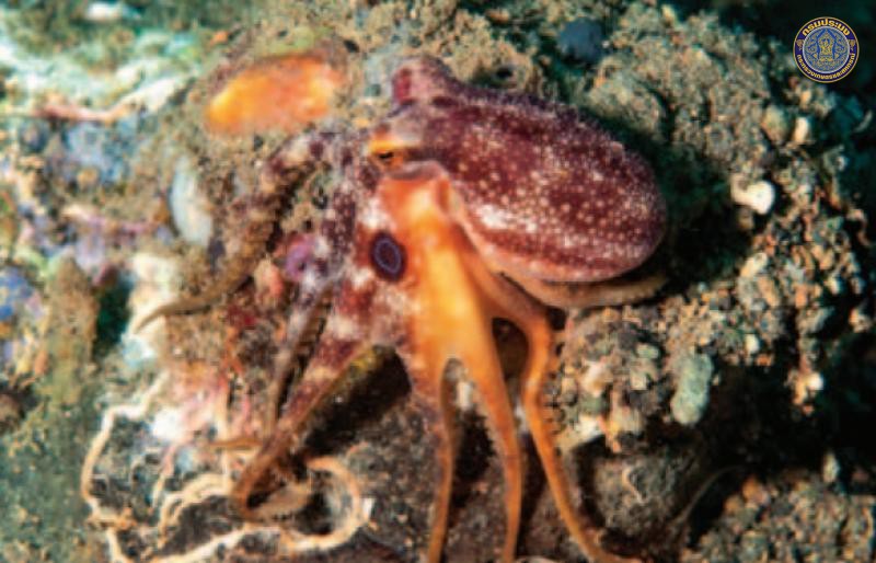 Amphioctopus neglectus