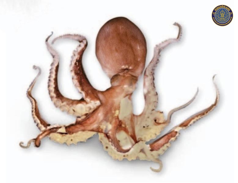 Amphioctopus rex