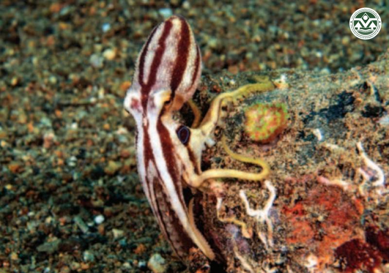 Amphioctopus siamensis