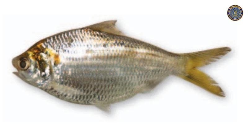 Anodontostoma thailandiae