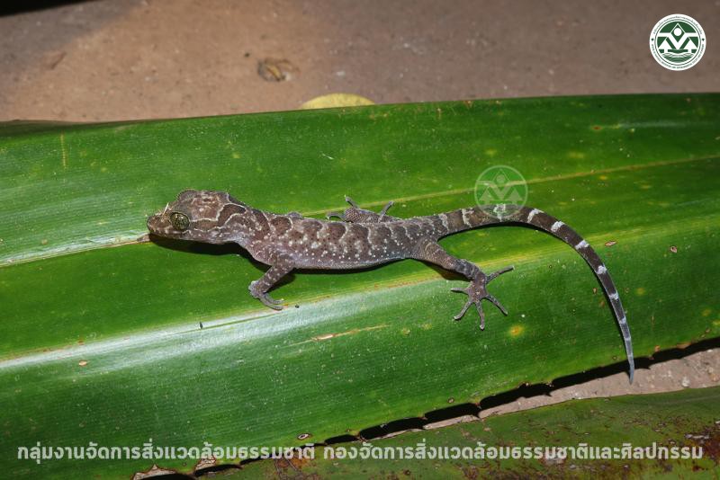 Cyrtodactylus amphipetraeus