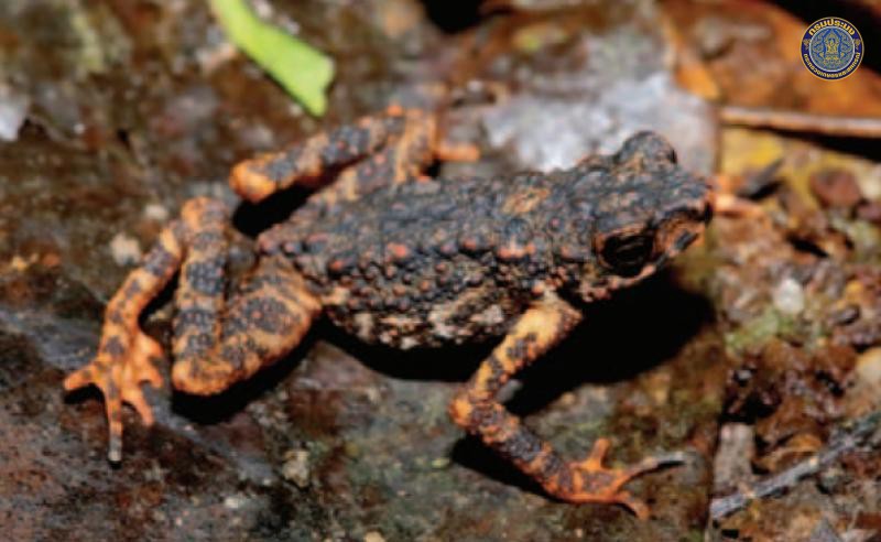 Ansonia infernalis