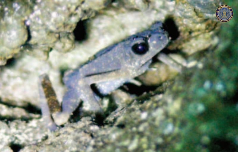 Ansonia khaochangensis