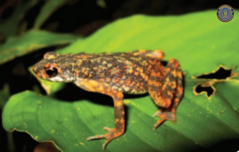 Ansonia kraensis