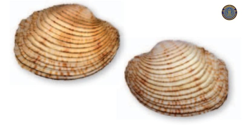 Antigona somwangi