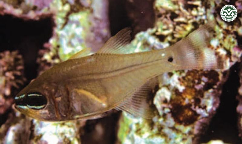 Archamia ataenia