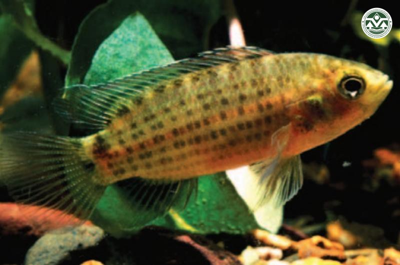 Badis khwae