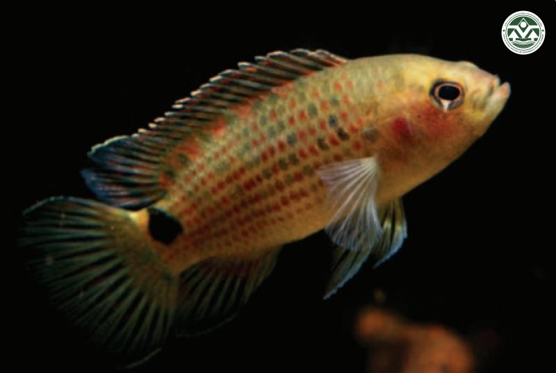 Badis siamensis