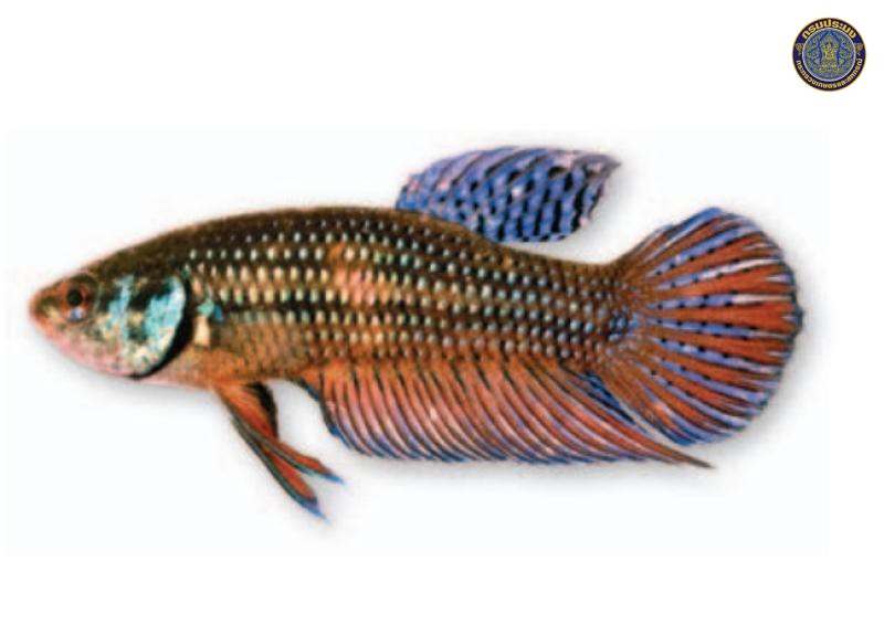 Betta mahachaiensis