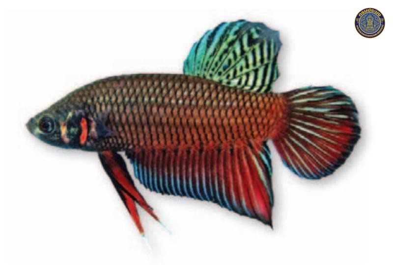 Betta siamorientalis