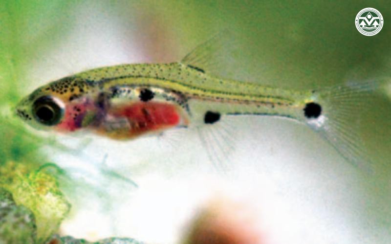 Boraras micros