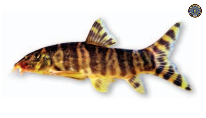 Botia udomritthiruji