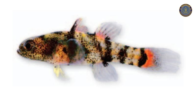 Brachygobius mekongensis