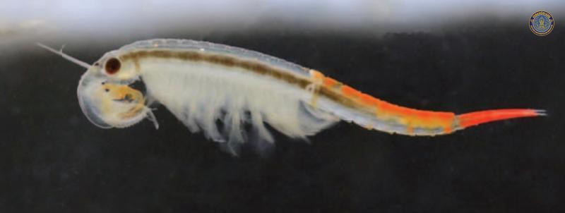 Branchionella thailandensis