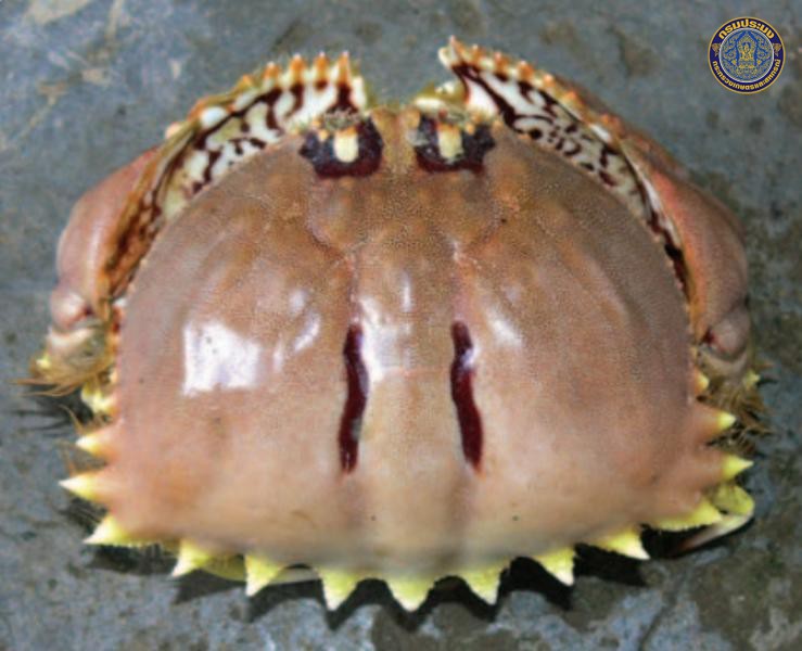 Calappa bilineata