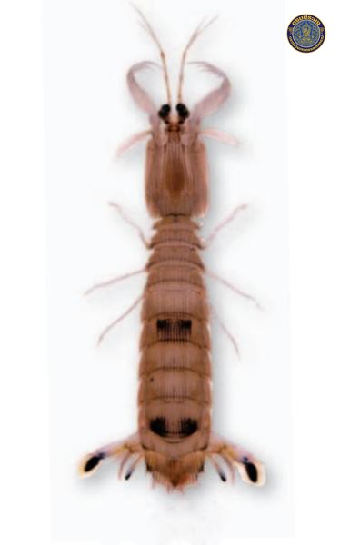 Carinosquilla thailandensis