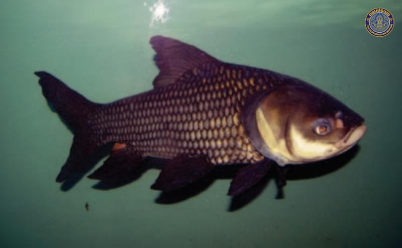 Catlocarpio siamensis