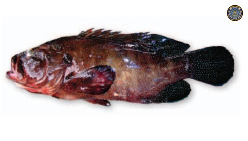 Cephalopholis polyspila
