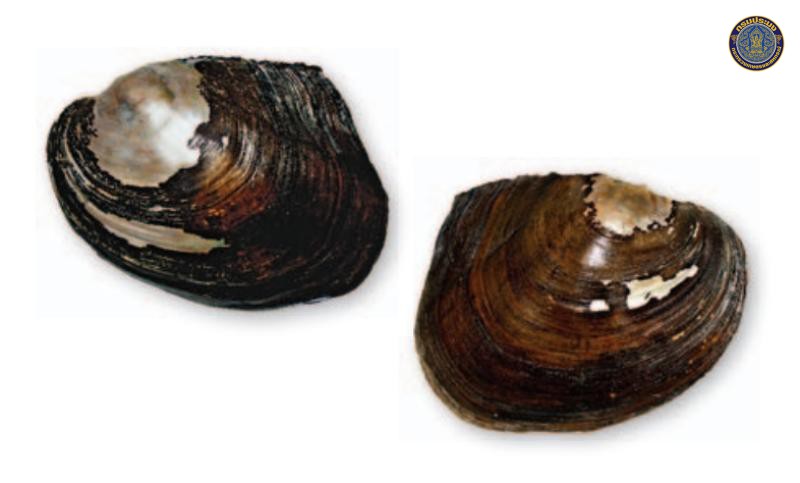 Chamberlainia somsakpanhai
