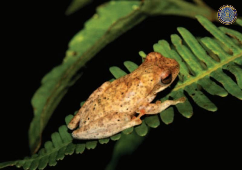 Chiromantis nongkhorensis