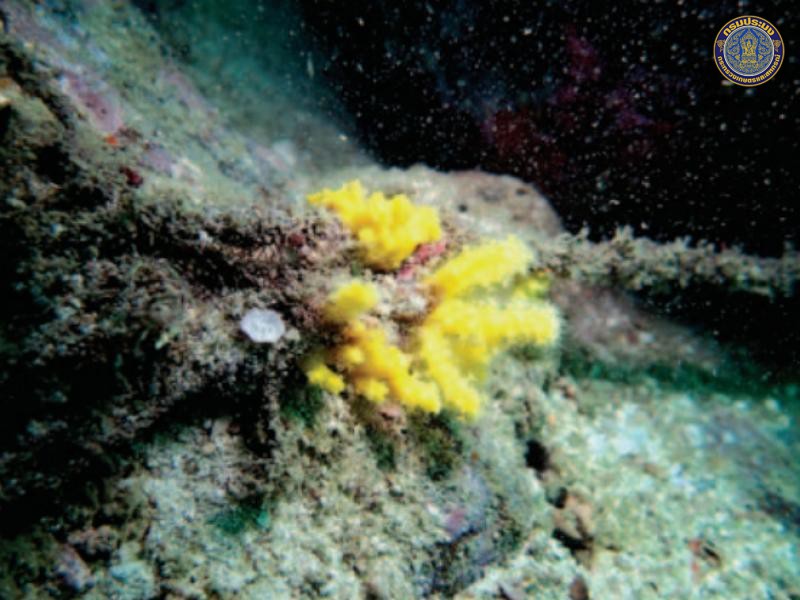 Chironephthya cornigera