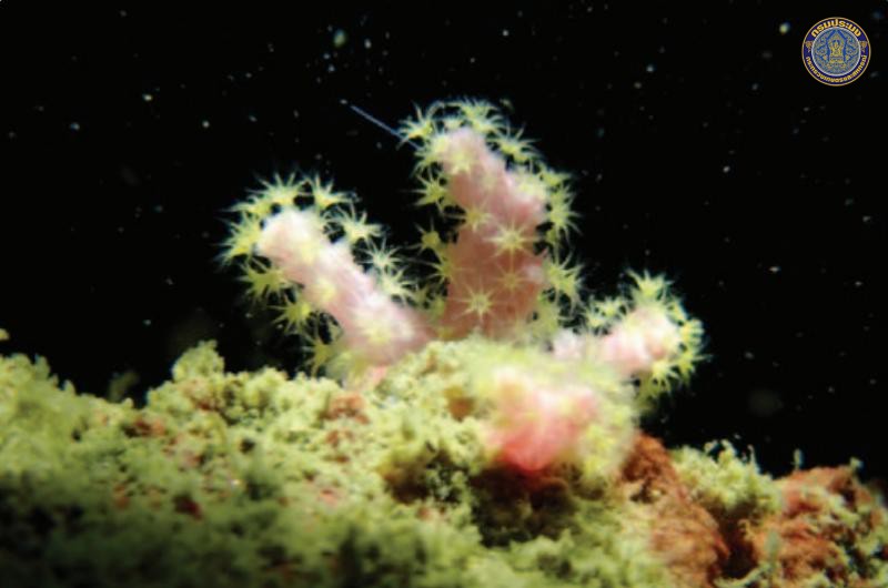 Chironephthya sirindhornae
