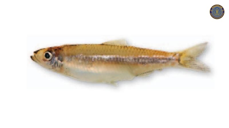 Clupeichthys aesarnensis