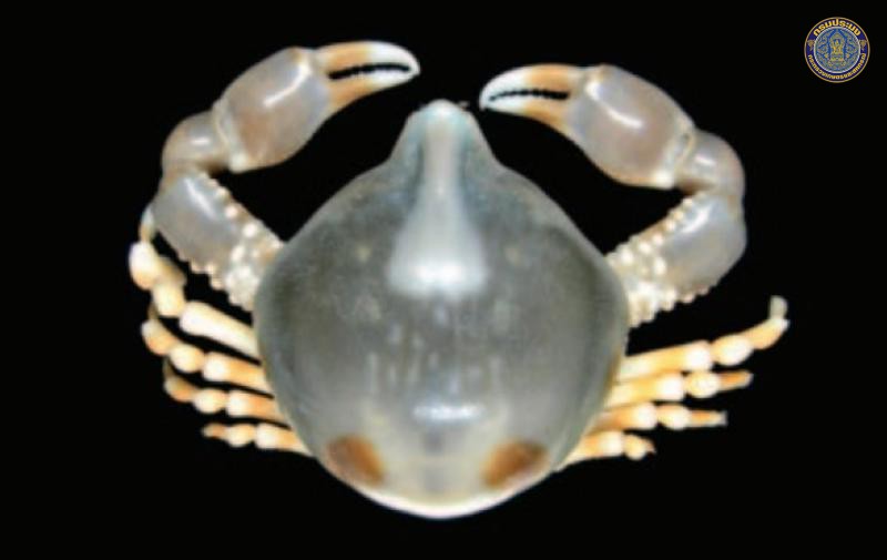 Coleusia huilianae