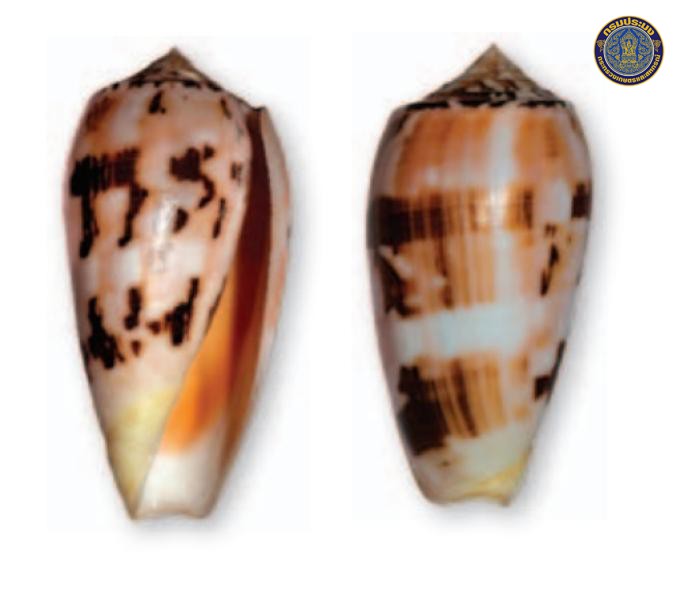 Conus chusaki